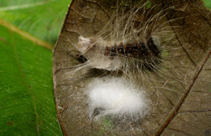 Fig. 7 Capullo de (Braconidae) salió de larva <i>Thagona tibialis</i></i>, mide 7mm. Estación Perla, Sector Mundo Nuevo, 330m. 07-SRNP-58846-DHJ428884.jpg