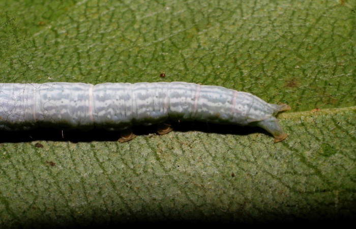   Fig.1  Larva <i> Deinopa fulvia</i></i>  último estadio , mostrando carácter de la familia Erebidae , último segmento bifurcado  o forma de Y. Voucher: 10-SRNP-67165-DHJ473362.jpg