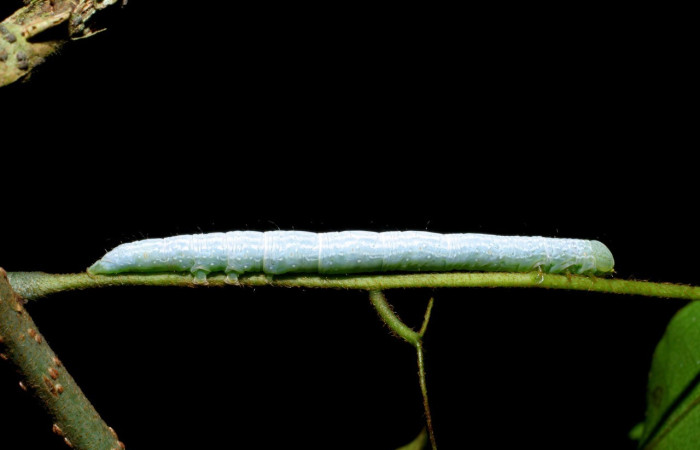   Fig.2  Larva  <i> Deinopa fulvia</i></i> mostrando parte lateral, Voucher:  08-SRNP-65535-DHJ443142.jpg