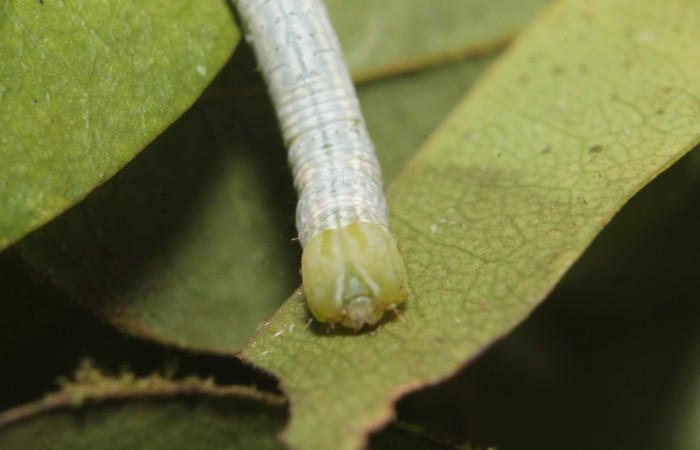   Fig.3  Larva  <i> Deinopa fulvia</i></i>  parte frontal.  Voucher: 19-SRNP-45799-DHJ719783.jpg