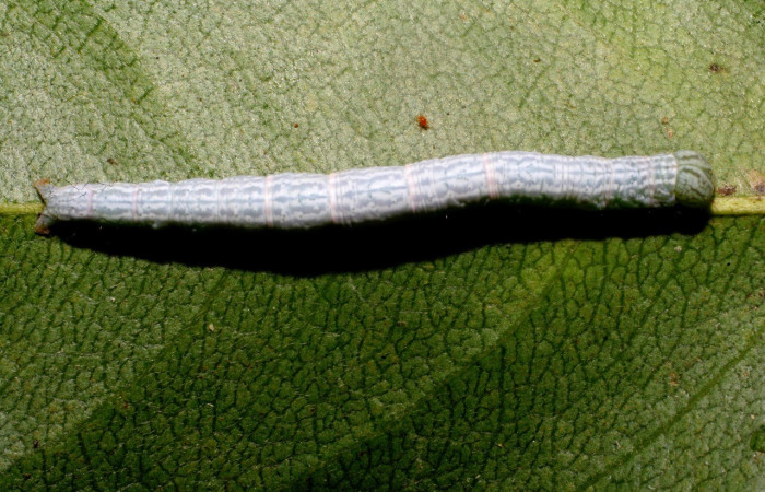   Fig.4  Larva  <i> Deinopa fulvia</i></i> parte dorsal.  Voucher: 10-SRNP-67165-DHJ473367.jpg.