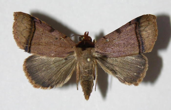 Fig.5 Adulto <i> Deinopa fulvia</i></i>  dorsal. Voucher: 06-SRNP-40319-DHJ334712.jpg