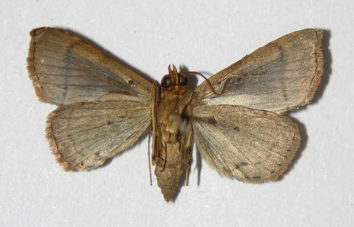 Fig.6 Adulto <i>Deinopa fulvia</i></i>  parte ventral. Voucher: 06-SRNP-40319-DHJ334713.jpg