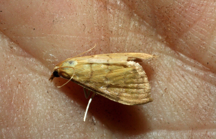 Figura 13. Adulto de <i>Triuncidia </i></i>eupalusalisDHJ02, (Crambidae). En posición lateral, Voucher 09-SRNP-44449- DHJ465097.