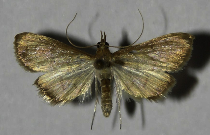 Figura 14. Adulto de <i>Triuncidia eupalusalis</i></i> (Crambidae). En posición dorsal, Voucher 12-SRNP-69209-DHJ578216.