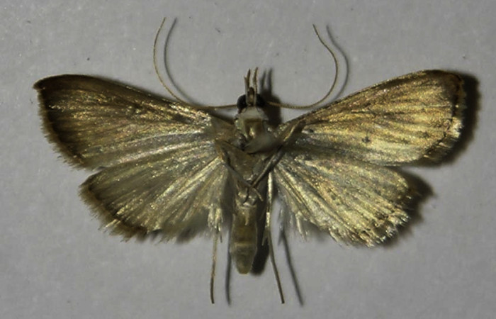 Figura 15. Adulto de <i>Triuncidia eupalusalis</i></i> (Crambidae). En posición ventral, Voucher 12- SRNP-69209-DHJ578217.