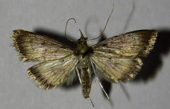 Figura 11. Adulto de <i>Triuncidia</i></i> eupalusalis (Crambidae). En posición dorsal, Voucher:12-SRNP-87007-DHJ570338.