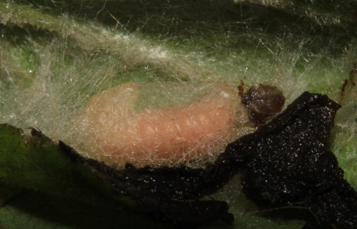 Figura 7. Larva de parásito al lado de la larva <i>Triuncidia eupalusalis</i></i> (Crambidae), Voucher:14-SRNP-31820- DHJ721527.