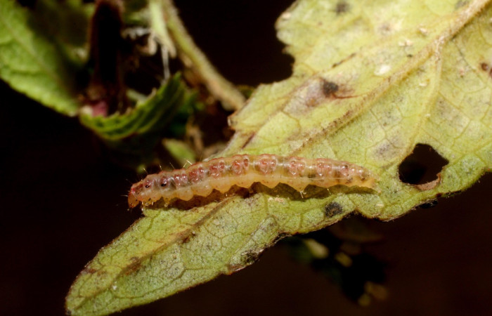 Figura 4. Larva <i>Triuncidia eupalusalis</i></i> (Crambidae). En posición dorsal, Voucher:14- SRNP-31847-DHJ802821.