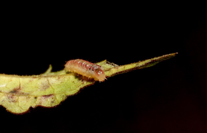 Figura 3. Larva <i>Triuncidia eupalusalis</i></i> (Crambidae). En posición frontal, Voucher: 14- SRNP-31847-DHJ802823.