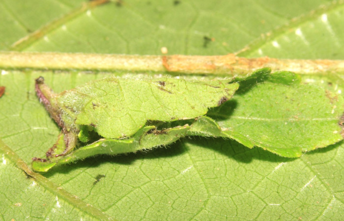 Figura 2. Casita de la larva <i>Triuncidia eupalusalis</i></i> (Crambidae). Voucher: 14-SRNP-31851- DHJ721485.