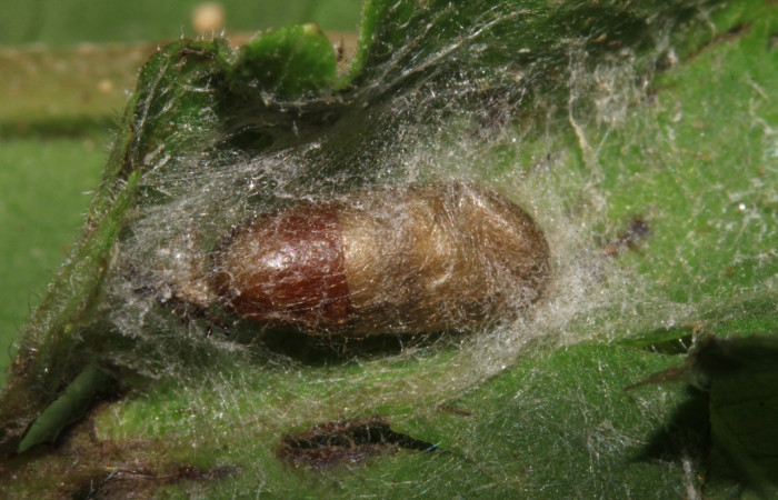 Figura 8. Capullo (Ichneumonidae) puestos en <i>Triuncidia eupalusalis</i></i> (Crambidae), Voucher:14- SRNP-31851-DHJ721486.