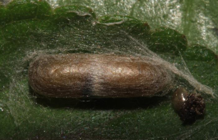 Figura 6. Capullo (Ichneumonidae) puestos en <i>Triuncidia eupalusalis</i></i> (Crambidae), Voucher:14- SRNP-31853-DHJ721545.