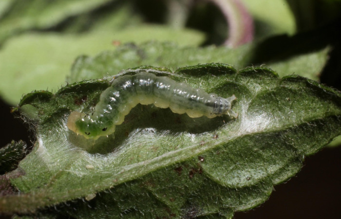 Figura 9. Larva <i>Triuncidia</i></i> eupalusalisDH02, Crambidae. En posición dorsal, Voucher:14- SRNP-31857-DHJ802825.