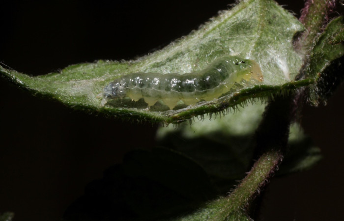 Figura 10. Larva <i>Triuncidia</i></i> eupalusalisDH02, Crambidae. En posición lateral, Voucher:14- SRNP-31857-DHJ802827.