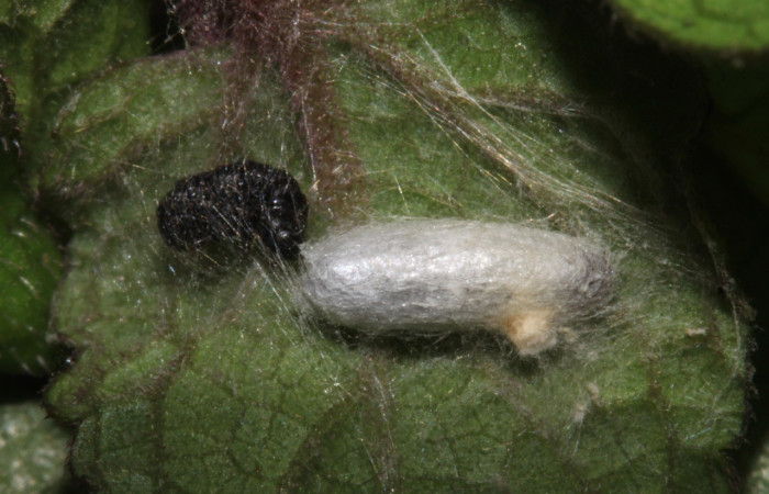 Figura 5. Pupario (Braconidae) puestos en <i>Triuncidia eupalusalis</i></i> (Crambidae), Voucher:14- SRNP-31859-DHJ721548.