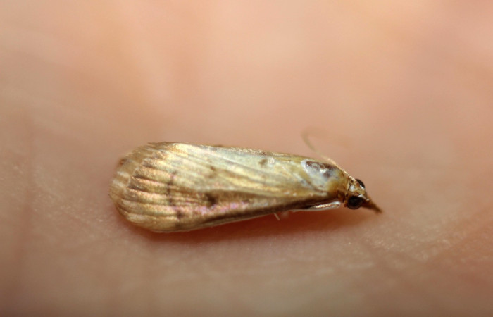 Figura 12. Adulto de <i>Triuncidia</i></i>  eupalusalis, Crambidae). En posición lateral, Voucher 14-SRNP-40595-DHJ591035.