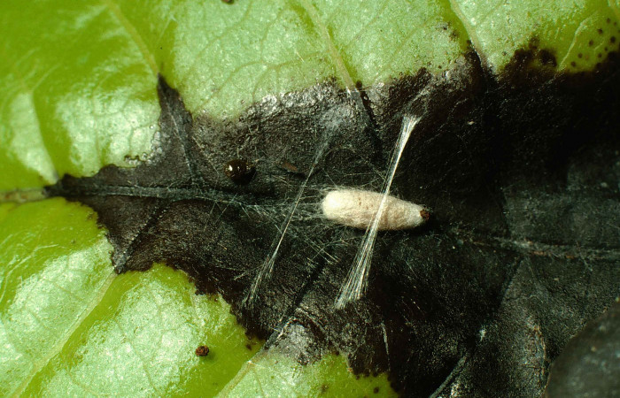 Figura 13. Capullo de (Braconidae) <i>Zacremnops coatlicue</i></i> ( parásito de <i>Syllepte belialis</i></i> ( (Crambidae). Voucher  00-SRNP-7975-DHJ53326.jpg.