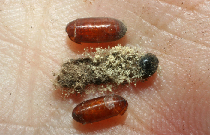 Figura 14. Puparios de (Tachinidae) <i>Hyphantrophaga </i></i> (Wood01DHJ02 parásito de <i>Syllepte belialis</i></i> ( (Crambidae) 08-SRNP-12916-DHJ462216.jpg.