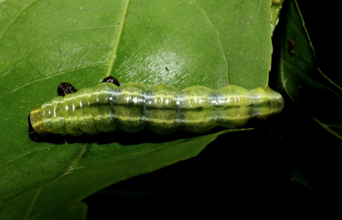 Figura 3. <i>Syllepte belialis</i></i> ( (Crambidae) último estadio, posición dorsal, Sector La Perla, La Perla. Voucher 10-SRNP-55340-DHJ473221.jpg.