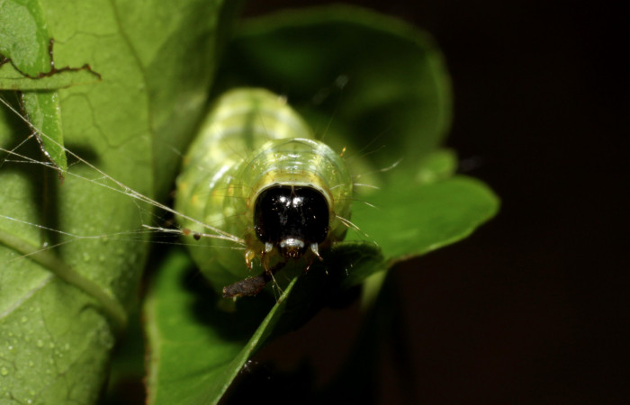 Figura 4. <i>Syllepte belialis</i></i> ( (Crambidae) último estadio, posición frontal, Sector La Perla, La Perla. Voucher 10-SRNP-55340-DHJ473224.jpg.