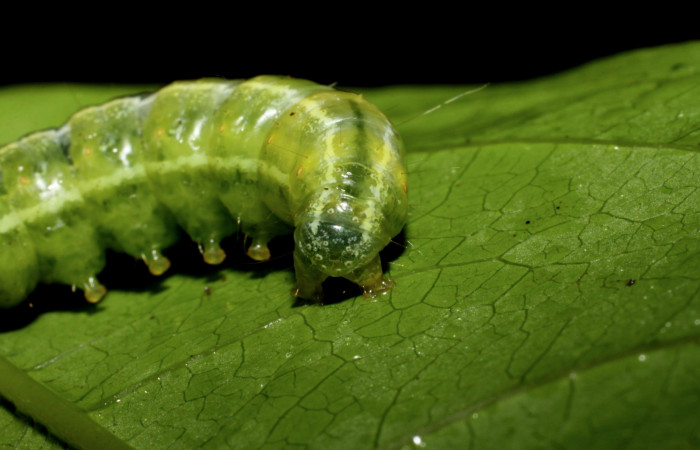 Figura 5. <i>Syllepte belialis</i></i> ( (Crambidae) último estadio, posición dorsal, Sector La Perla, La Perla. Voucher 10-SRNP-55340-DHJ473225.jpg.