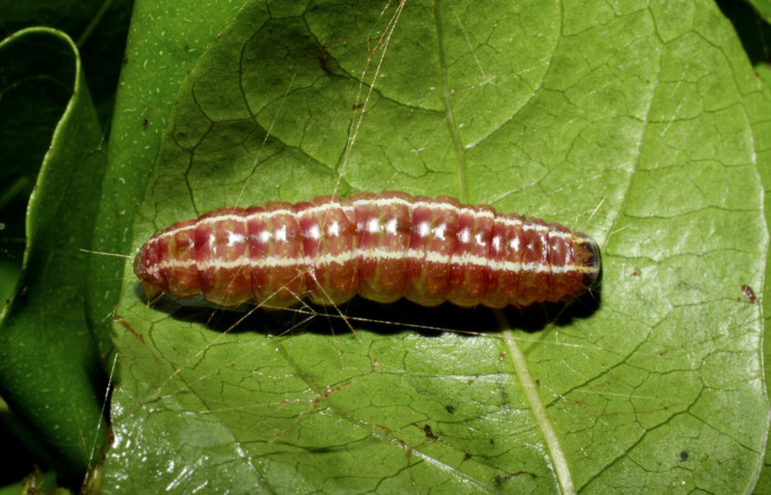 Figura 6. Prepupa de <i>Syllepte belialis</i></i> ( (Crambidae) posición dorsal, Sector Santa Rosa, Cafetal. Voucher 10-SRNP-55345-DHJ473228.jpg.
