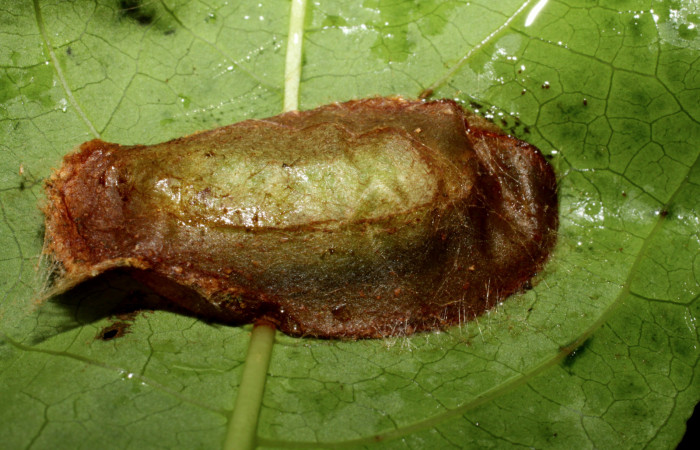 Figura 7. Prepupa de <i>Syllepte belialis</i></i> (Crambidae), Sector La Perla, La Perla. Voucher 10-SRNP-55349-DHJ473235.jpg.