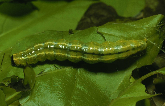 Figura 1. <i>Syllepte belialis</i></i> ( (Crambidae) último estadio, posición dorsal, Sector Santa Rosa, Cafetal. 91-SRNP-468-DHJ14102.jpg.
