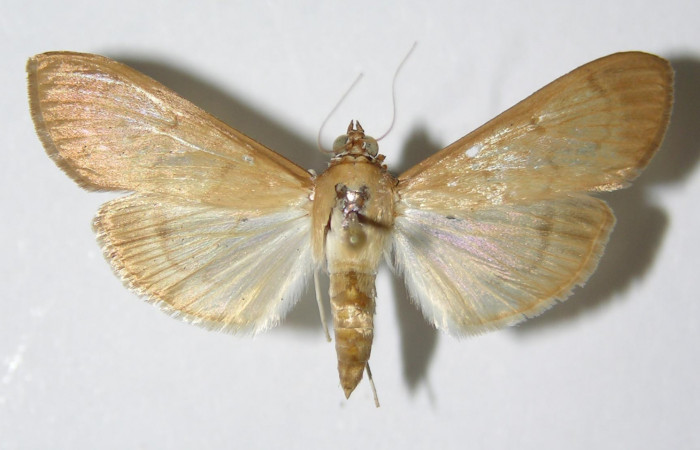 Figura 9. Adulto hembra de <i>Syllepte belialis</i></i> ( (Crambidae) posición dorsal. Voucher 91-SRNP-498-DHJ331884.jpg.
