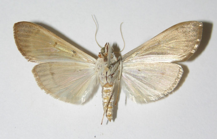 Figura 10. Adulto hembra de <i>Syllepte belialis</i></i> ( (Crambidae) posición ventral. Voucher 91-SRNP-498-DHJ331885.jpg.