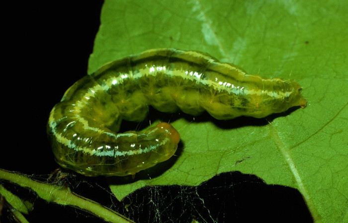 Figura 2. <i>Syllepte belialis</i></i> ( (Crambidae) último estadio, posición dorsal, Sector Santa Rosa, Cafetal. Voucher 92-SRNP-1136-DHJ15107.jpg.