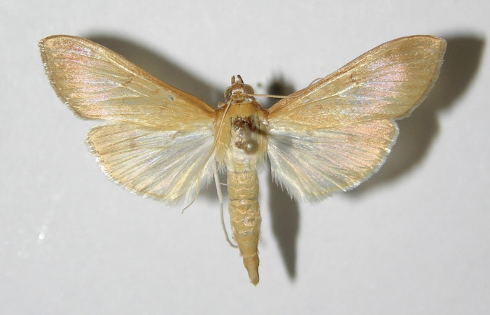 Figura 11. Adulto macho de <i>Syllepte belialis</i></i> ( (Crambidae) posición ventral. Voucher 92-SRNP-2373-DHJ331880.jpg.