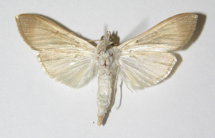 Figura 12. Adulto hembra de <i>Syllepte belialis</i></i> ( (Crambidae) posición ventral. Voucher 92-SRNP-2373-DHJ331881.jpg.