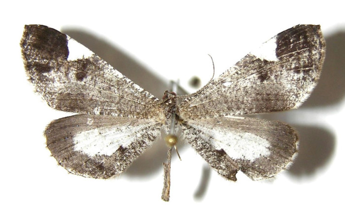 Figura 35. Adulto de <i>Macrosoma semiermis</i></i> (Hedylidae), vista dorsal, localidad Quebrada Raíz, Sector Del Oro ACG (280m). Voucher: 03-SRNP-30858-DHJ331700.jpg.