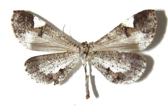 Figura 36. Adulto de <i>Macrosoma semiermis</i></i> (Hedylidae), vista ventral, localidad Quebrada Raíz, Sector Del Oro ACG (280m). Voucher: 03-SRNP-30858-DHJ331701.jpg.