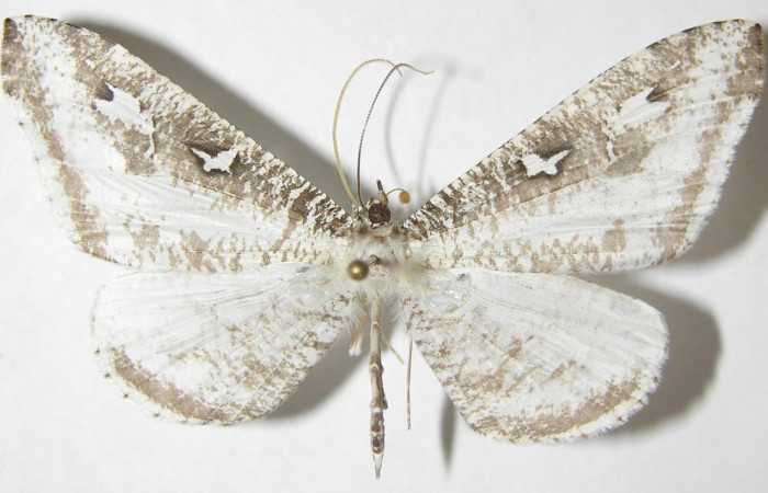 Figura 17. Adulto de <i>Macrosoma tipulata</i></i> (Hedylidae), vista dorsal, localidad Sendero Cuestona, Sector Pitilla ACG (640m). Voucher: 05-SRNP-31295-DHJ388932.jpg.