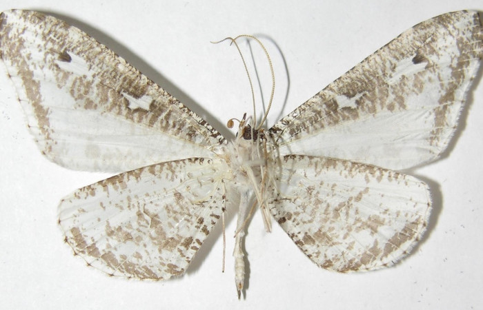 Figura 18. Adulto de <i>Macrosoma tipulata</i></i> (Hedylidae), vista ventral, localidad Sendero Cuestona, Sector Pitilla ACG (640m). Voucher: 05-SRNP-31295-DHJ388933.jpg.