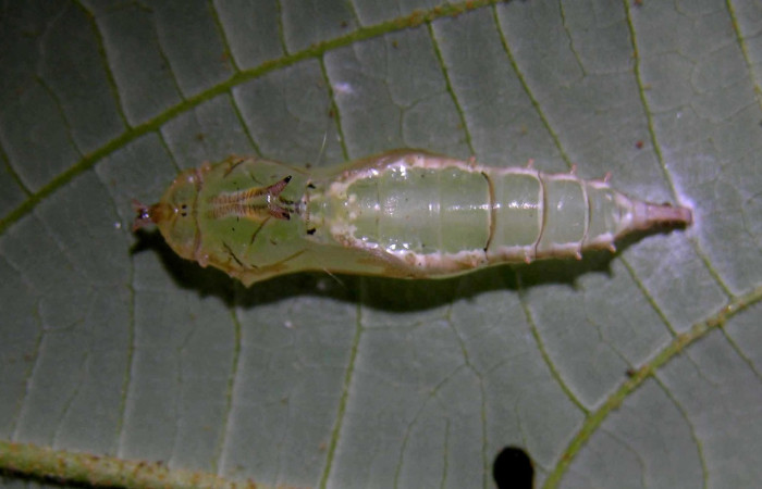 Figura 16. Pupa de <i>Macrosoma tipulata</i></i> (Hedylidae), vista dorsal, localidad Sendero Cuestona, Sector Pitilla ACG (640m). Voucher: 05-SRNP-31301-DHJ404034.jpg.