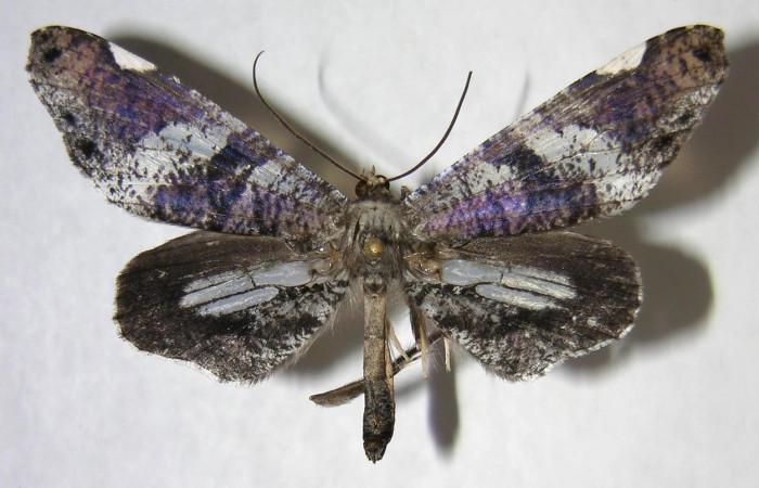 Figura 6. Adulto de <i>Macrosoma hyacinthina</i></i> (Hedylidae), hembra vista dorsal, localidad Estación Biológica Caribe, Sector Rincón Rain Forest ACG (415m). Voucher: 06-SRNP-43826-DHJ360000.jpg.