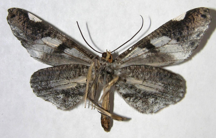 Figura 7. Adulto de <i>Macrosoma hyacinthina</i></i> (Hedylidae), hembra vista ventral, localidad Estación Biológica Caribe, Sector Rincón Rain Forest ACG (415m). Voucher: 06-SRNP-43826-DHJ360001.jpg.