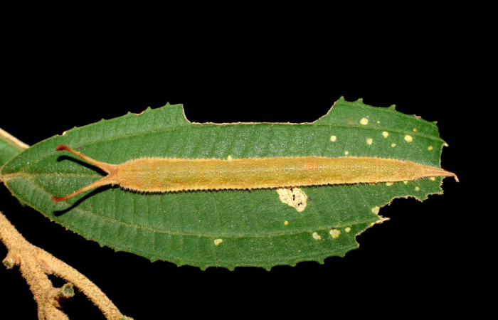 Figura 19. Larva <i>Macrosoma conifera</i></i> (Hedylidae), último estadío (U) vista dorsal localidad Cuesta Caimito, Sector Cacao ACG (1150m). Voucher: 06-SRNP-46449-DHJ417552.jpg.