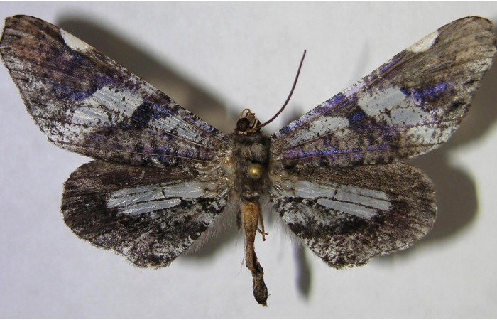Figura 8. Adulto de <i>Macrosoma hyacinthina</i></i> (Hedylidae), macho vista dorsal, localidad Amonias, Sector Pitilla ACG (390m). Voucher: 06-SRNP-65847-DHJ371536.jpg.