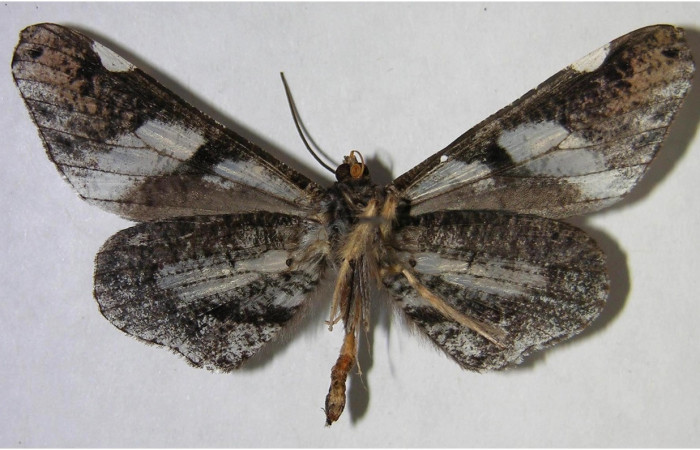 Figura 9. Adulto de <i>Macrosoma hyacinthina</i></i> (Hedylidae), macho vista ventral, localidad Amonias Sector Pitilla ACG (390m). Voucher: 06-SRNP-65847-DHJ371537.jpg.