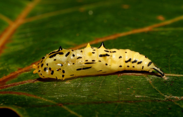 Figura 4. Pupa de <i>Macrosoma hyacinthina</i></i> (Hedylidae), vista lateral, localidad Amonias, Sector Pitilla ACG (390m). Voucher: 06-SRNP-65847-DHJ418135.jpg.