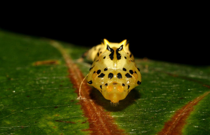 Figura 5. Pupa de <i>Macrosoma hyacinthina</i></i> (Hedylidae), vista frontal, localidad Amonias, Sector Pitilla ACG (390m). Voucher: 06-SRNP-65847-DHJ418143.jpg.