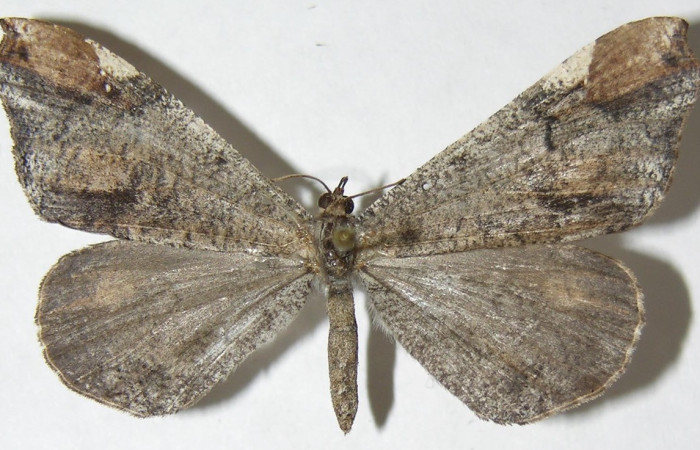 Figura 25. Adulto de <i>Macrosoma cascaria</i></i> (Hedylidae), vista dorsal localidad Rio Blanco Abajo, Sector San Cristóbal ACG (500m). Voucher: 08-SRNP-2489-DHJ501518.jpg.