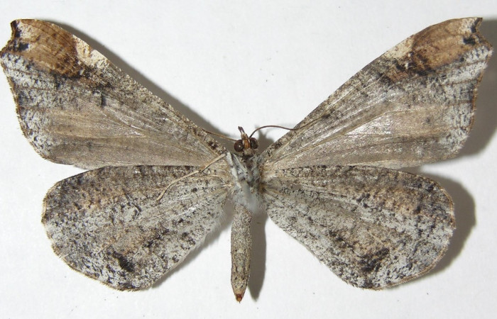 Figura 26. Adulto de <i>Macrosoma cascaria</i></i> (Hedylidae), vista ventral, localidad Rio Blanco Abajo, Sector San Cristóbal ACG (500m). Voucher: 08-SRNP-2489-DHJ501519.jpg.