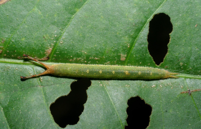 Figura 23. Larva <i>Macrosoma cascaria</i></i> (Hedylidae), penúltimo estadío (PU) vista dorsal, localidad Sendero Vivero, Sector San Cristóbal ACG (730m). Voucher: 08-SRNP-2526-DHJ437188.jpg.