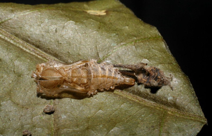 Figura 24. Pupa de <i>Macrosoma cascaria</i></i> (Hedylidae), vista dorsal, localidad Sendero Ponderosa, Sector Cacao ACG (1060m). Voucher: 08-SRNP-35837-DHJ449366.jpg.